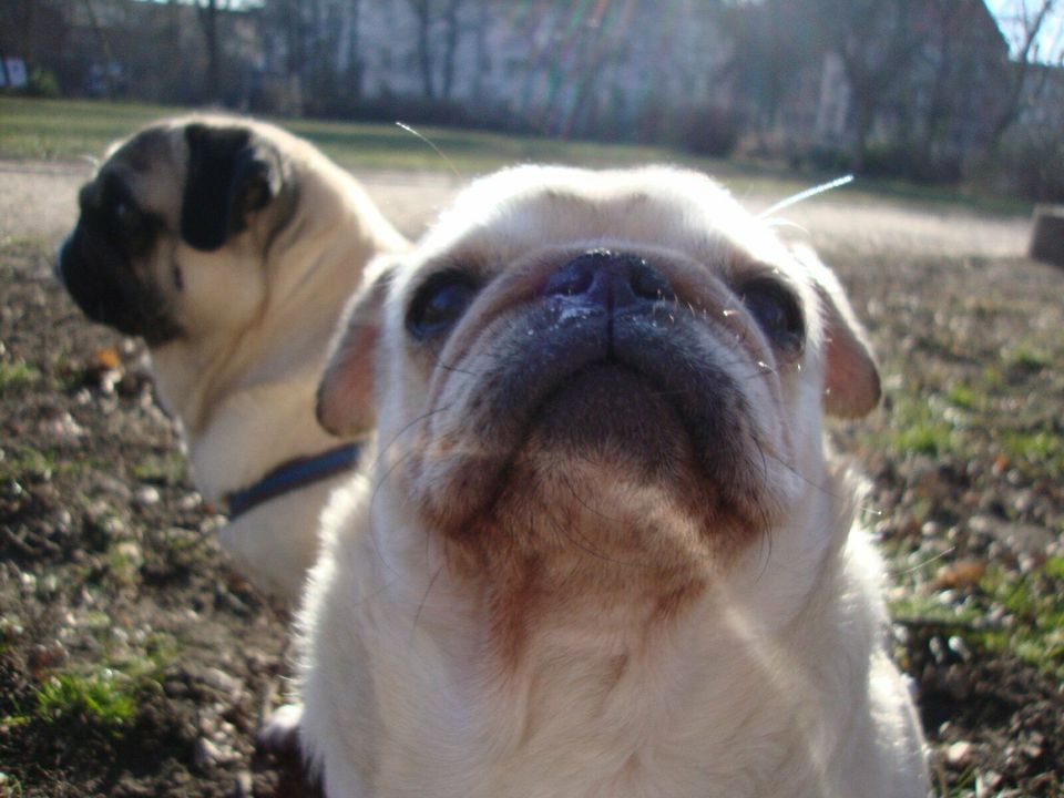 Gassiservice, Einzelrunde für den Hund, Katzenbetreuung in Leipzig