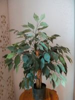 Kunstbaum künstliche Pflanze Kunstpflanze Ficus grün 70cm DA ❤️‍ Hessen - Bad Nauheim Vorschau