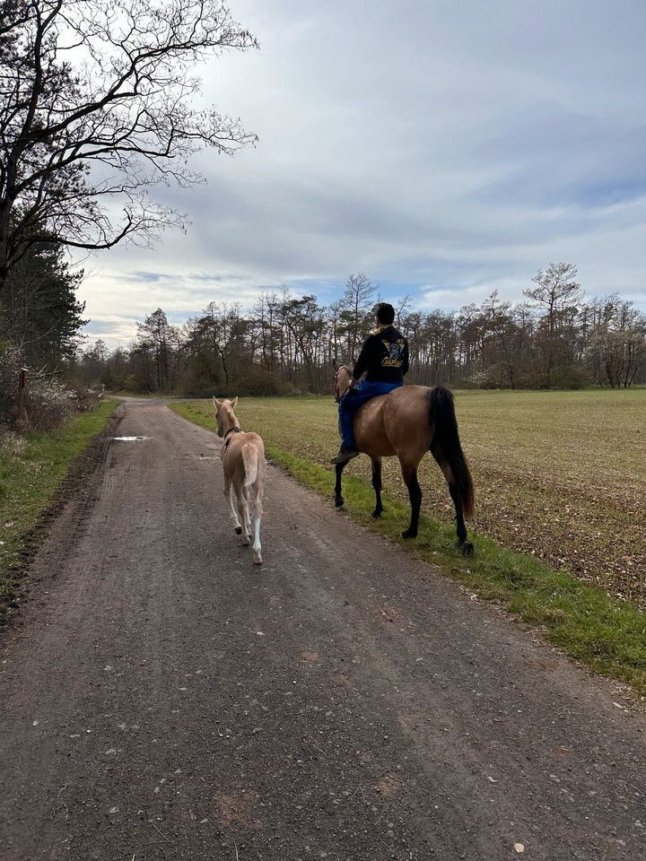 Quarter Horse Fohlen in Ramsthal