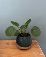 Pilea mit Topf Ufopflanze Skandi Hygge Hamburg-Nord - Hamburg Barmbek Vorschau