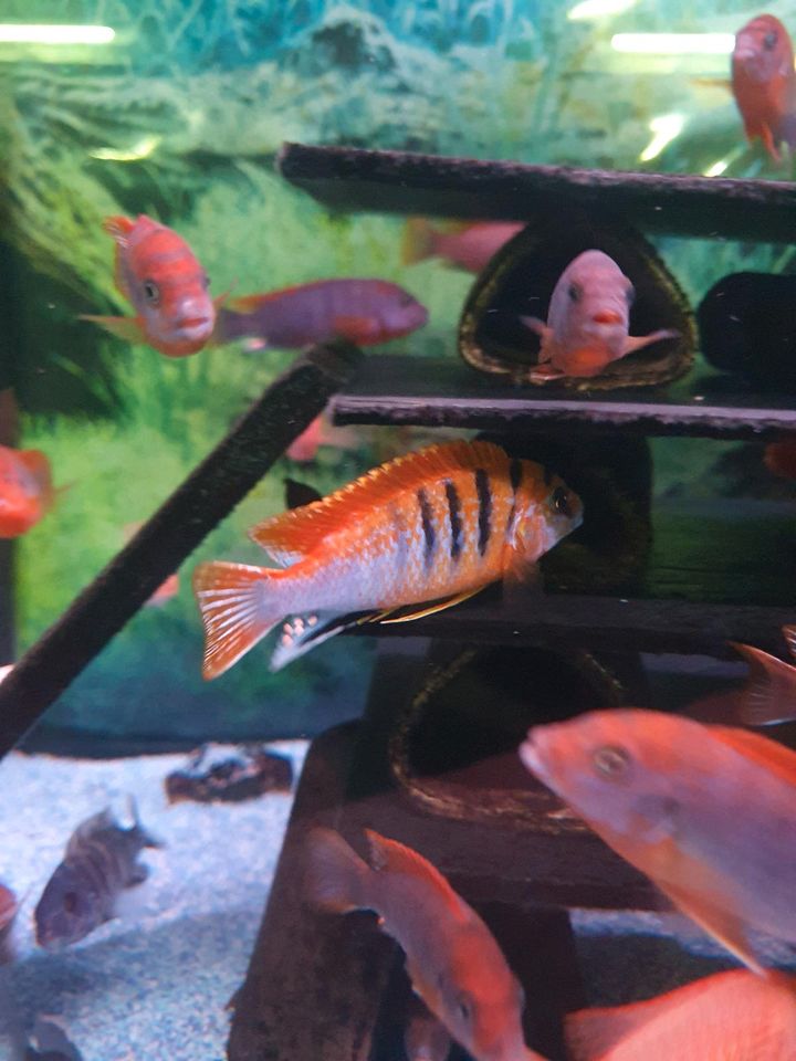 Labidochromis Hongi Sweden in Pfullendorf