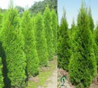 Lebensbaum Thuja Smaragd 160 bis 180 cm. Heckenpflanzen. Niedersachsen - Wietmarschen Vorschau