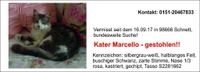 Kater Marcello gestohlen Bayern - Schweinfurt Vorschau