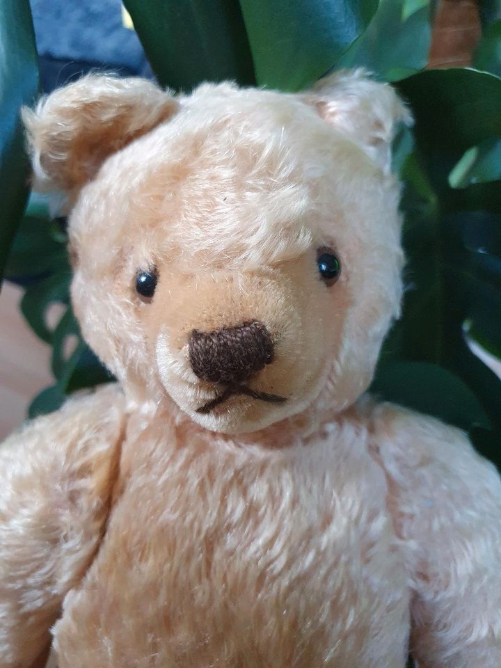 Original Steiff Teddy in Bremen