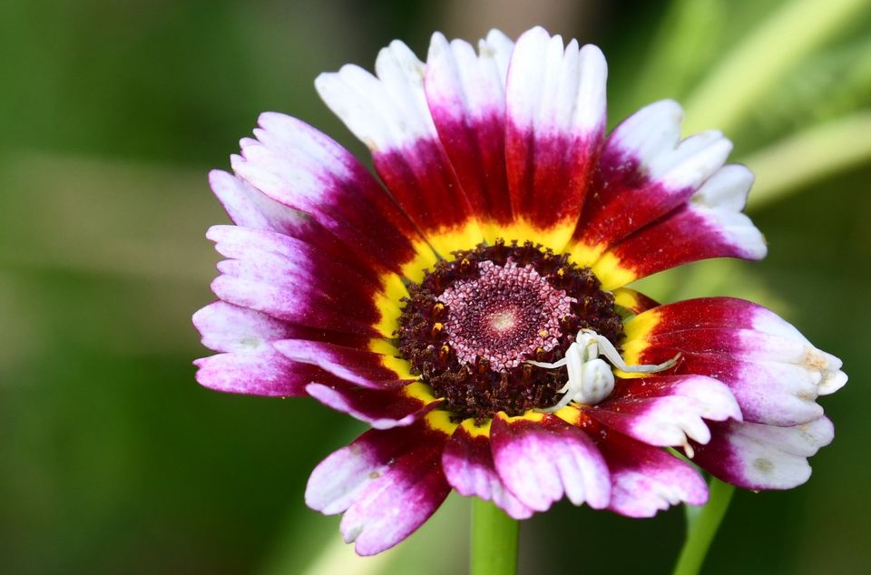 Blumen-, Gemüse-, und Kräuter Samen aus eigener Nachzucht in Riedering