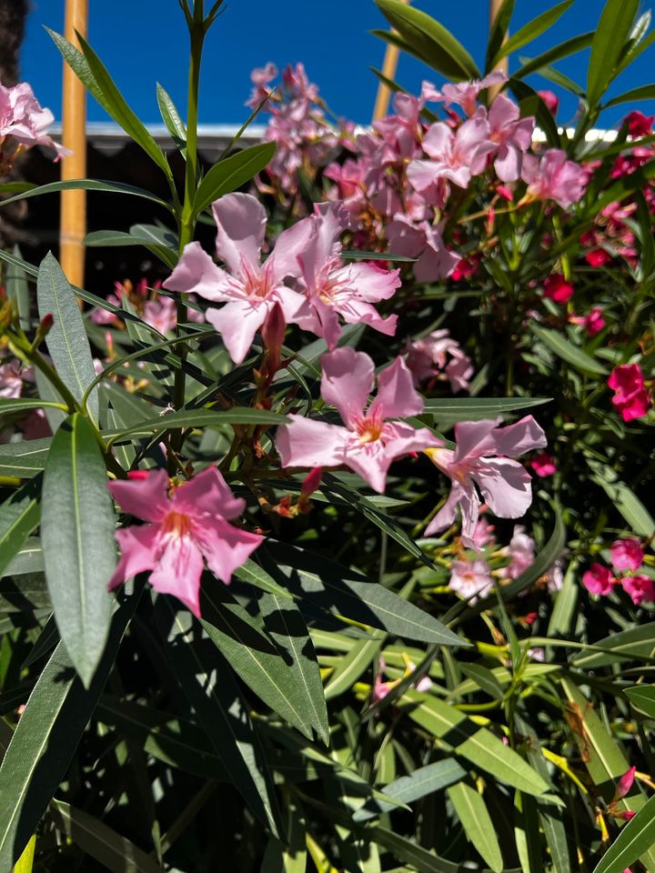 Oleander | Nerium Oleander | Rosenlorbeer | Hochstamm in Altlußheim