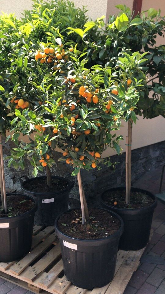 Orangenbäume, Citrus sinensis in Straußfurt