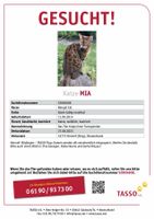 Katze „Mia“, Bengal vermisst Nordrhein-Westfalen - Hennef (Sieg) Vorschau