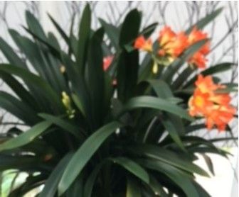 Topf mir 5 Pflanzen  Clivia Orange/Gelbe Blüte  Höhe 1,2m in Klausdorf