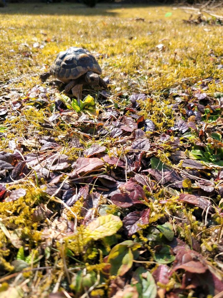 Wir bieten Dienstleistungen rund ums Haus und Garten an in Villingen-Schwenningen