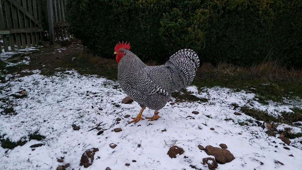 Amrock Bruteier, Zuchttiere, Zweinutzungsrasse in Morschen