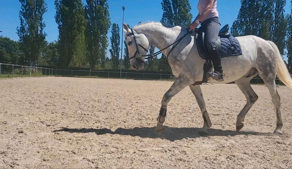 Biete mobilen Reitunterricht/Beritt und Korrekur in Pfalzgrafenweiler