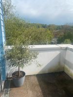 Wegen Umzug verkaufe Großen griechischen Olivenbaum im Topf Hessen - Marburg Vorschau