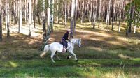 Traumurlaub mit Pferd auf wunderschönen Reitanlage in Brandenburg Brandenburg - Dreetz Vorschau