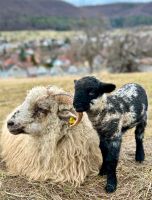 Wunderschönes Shropshire Mix Lamm Nala Baden-Württemberg - Reutlingen Vorschau