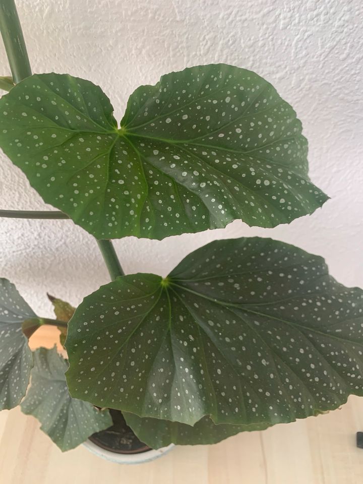 Forellenbegonie Begonia Maculata Zimmerpflanze in Leimen