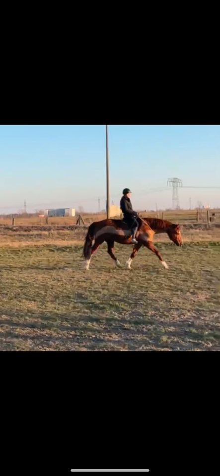 Reitbeteiligung (Reiter sucht Pferd) in Hamburg