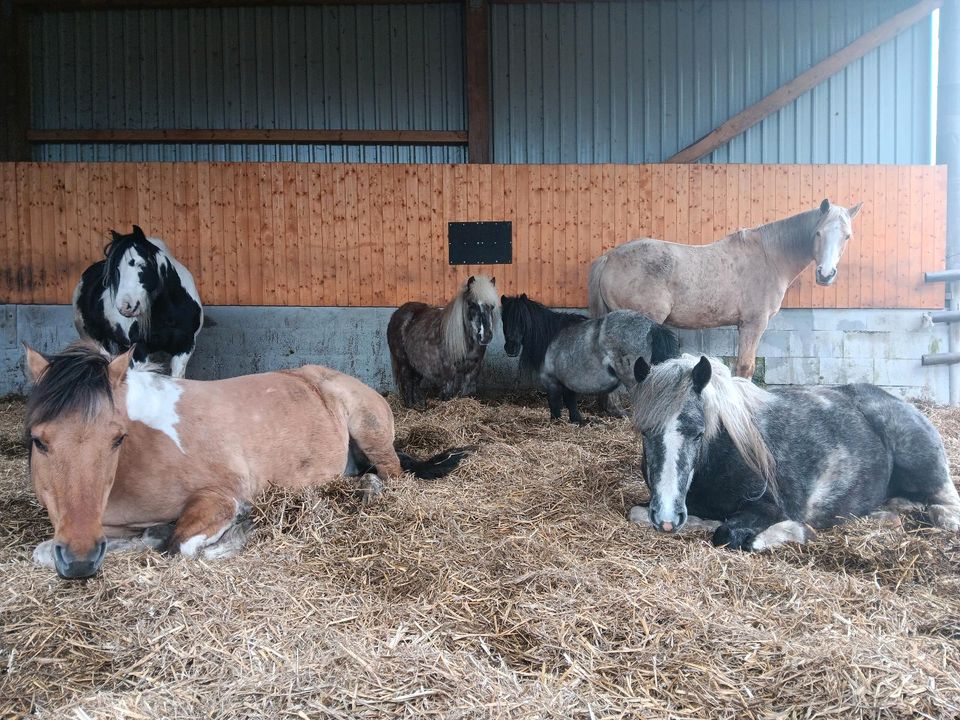 Reitbeteiligungen auf braven Ponys zu vergeben in Wacken