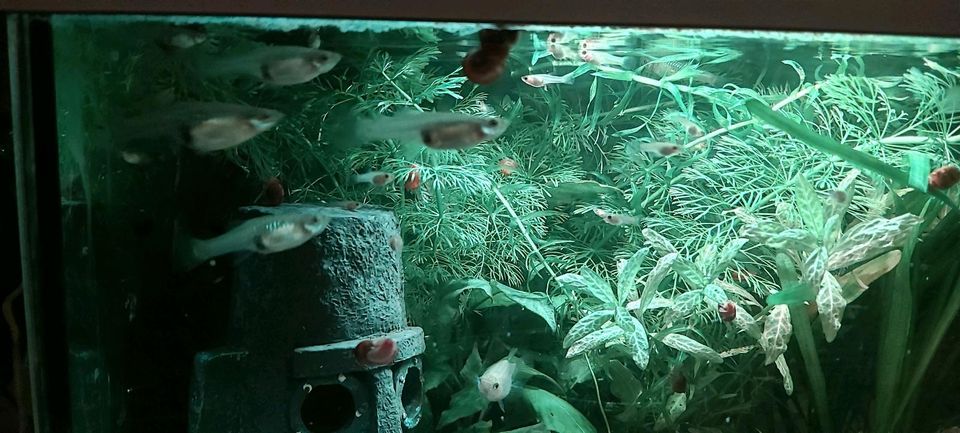 Guppy Fische Weibchen Männchen Teils schwanger in Neuss