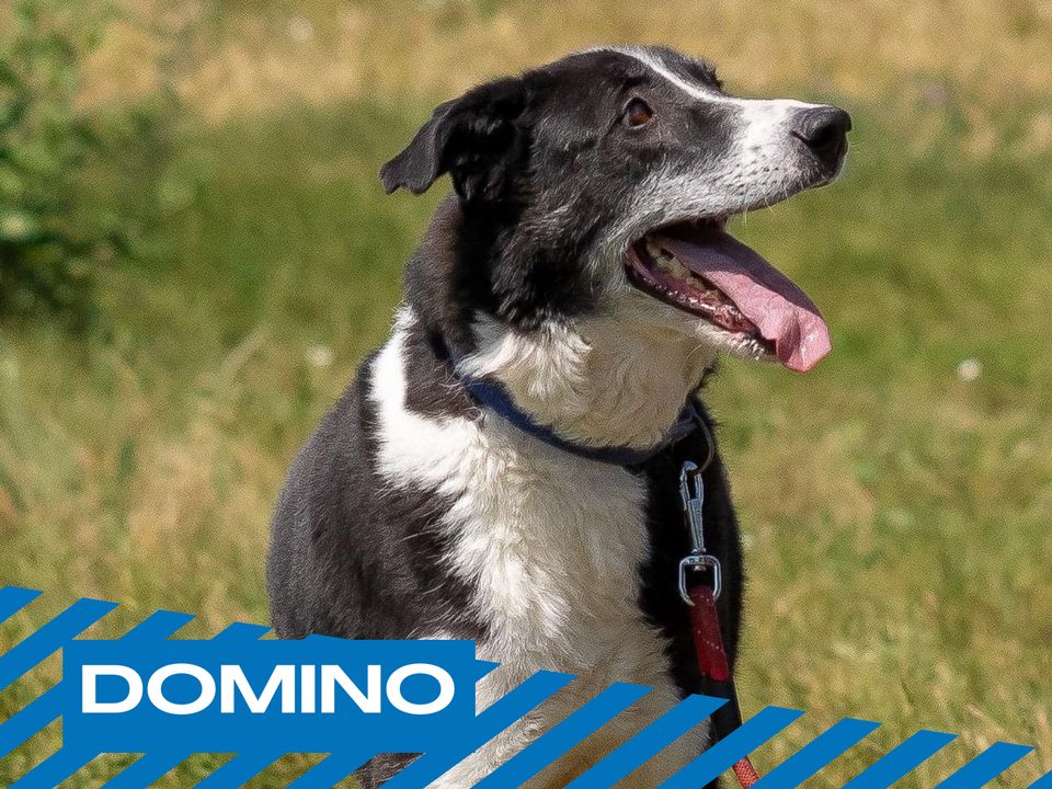 Treuer Hund Domino sucht endlich seine Menschen in Haldensleben