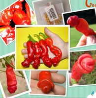 20 Samen PENIS Paprika, Chili scharf , gelb Sachsen - Lichtenau Vorschau