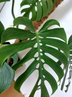 Monstera deliciosa 'Compacta' Mülheim - Köln Höhenhaus Vorschau