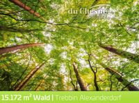 Wald Alexanderdorf 01721444445 Brandenburg - Am Mellensee Vorschau