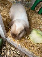 2 Kaninchen abzugeben , Männlein und Weiblein Berlin - Pankow Vorschau