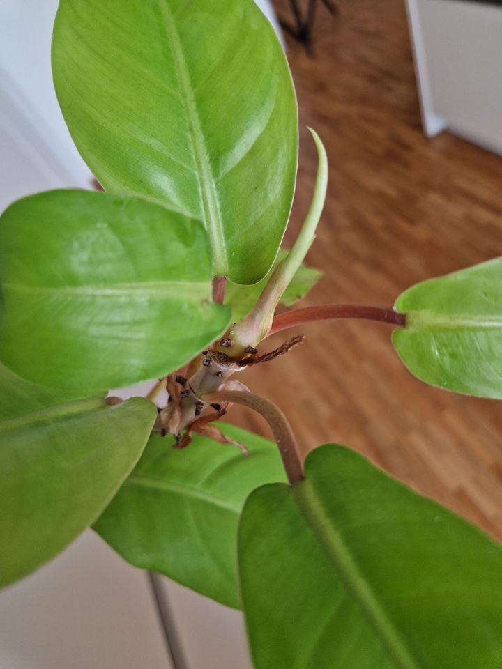 Zimmerpflanze, Philodendron Malay Gold, bewurzelt, Kopfableger in Hamburg