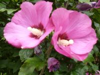 Hibiskus winterhart Nordrhein-Westfalen - Dinslaken Vorschau