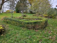 Buchsbaumhecke/ Pflanzen zum Ausbuddeln Rheinland-Pfalz - Linden (Westerwald) Vorschau