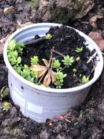 Waldmeister im Topf Obervieland - Arsten Vorschau