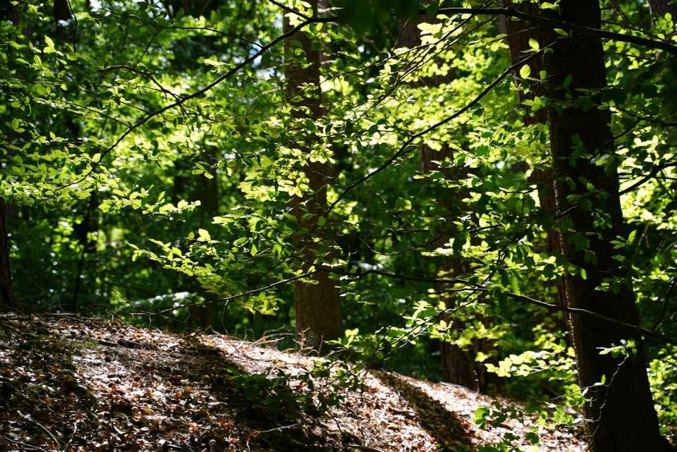 Naturcoaching  - Dein Weg im Spiegel der Natur in Molchow