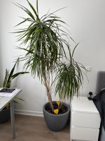 Dracaena, Drachenbaum 180cm mit Topf Düsseldorf - Golzheim Vorschau