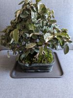 Bonsai Alte Ölweide - Elaeagnus, Solitär Bayern - Niedernberg Vorschau