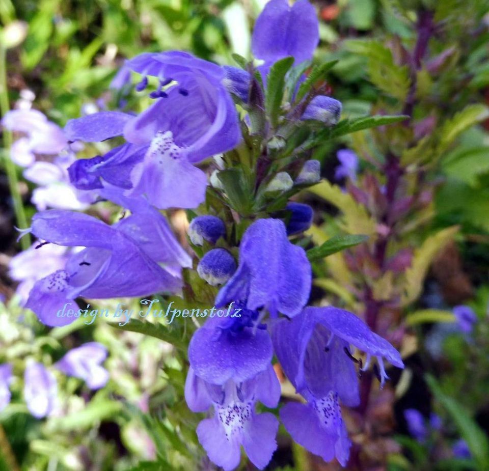 ♥ Drachenkopf Duft + Teepflanze,Samen,Bienenweide,Kräuter Garten in Hamburg