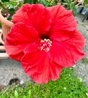 Riesen Hibiskus Rot ca 150 cm Baden-Württemberg - Albershausen Vorschau