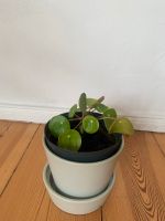 Pilea - Geldbaum Berlin - Neukölln Vorschau