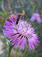 30 Samen Wiesen-Flockenblume, Garten Schmetterling Bienen Beet Bayern - Baldham Vorschau