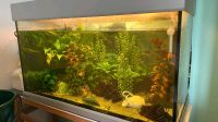 Aquarium 120-140 L komplett Stuttgart - Vaihingen Vorschau