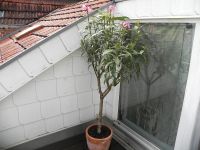 zwei sehr schöne und gesunde Oleander ca. 140cm und ca. 190cm Baden-Württemberg - Ostfildern Vorschau