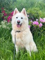 Luna, Hündin kastriert, ca 5,5 Jahre, ca 65 cm, Schäferhund Nordrhein-Westfalen - Wegberg Vorschau