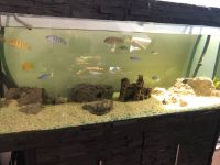 Aquarium mit Fische und pumpe alles komplett Essen - Karnap Vorschau