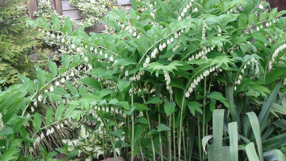 Salomonssiegel Weißwurz winterharte Gartenpflanzen Sichtschutz in Steina