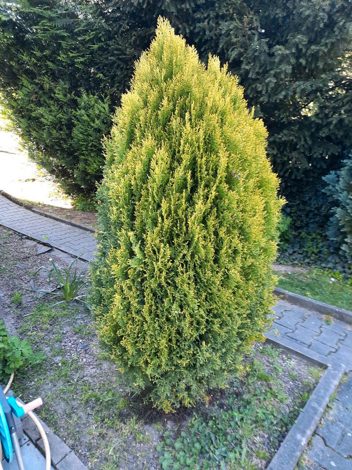 Thuja Lebensbäume in Frankfurt am Main