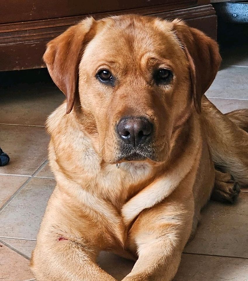 SANDY Redfox Labrador Hündin Tierschutz Hund in Rosbach (v d Höhe)