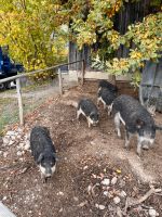 Wollschweine Eber Kastriert Bayern - Herrsching Vorschau