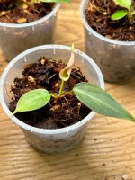 Philodendron El Choco Red -  Baby plants Elberfeld - Elberfeld-West Vorschau