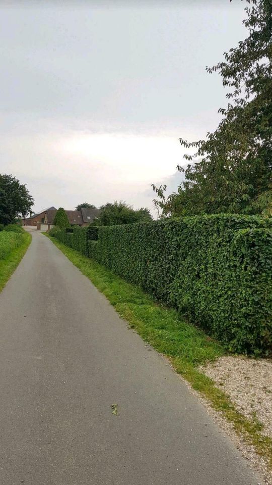 Gartenarbeit Gärtner Hecke schneiden Fläche  roden in Goch