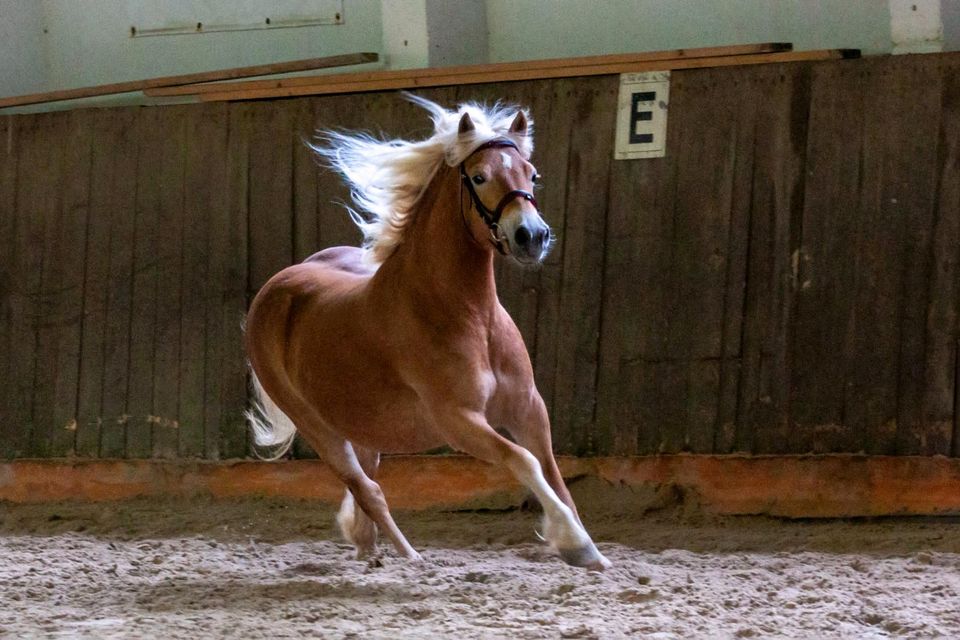 5-jährige Haflinger Stute zu verkaufen in Hartha